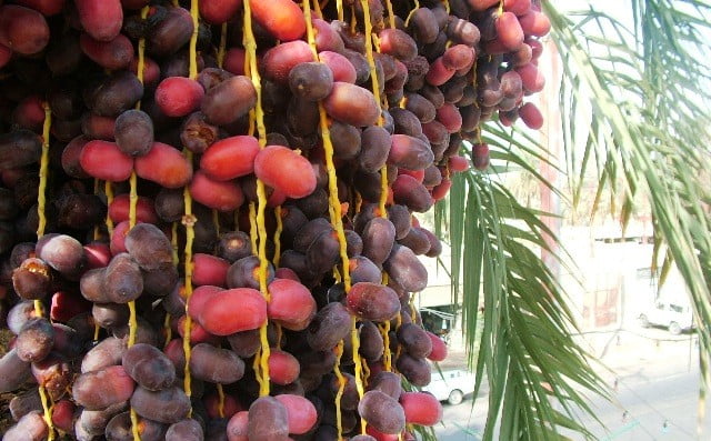 خرما کلوته جیرفت