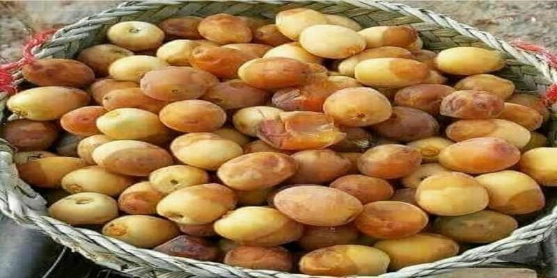 قیمت خرما برحی عسلی تازه بوشهر