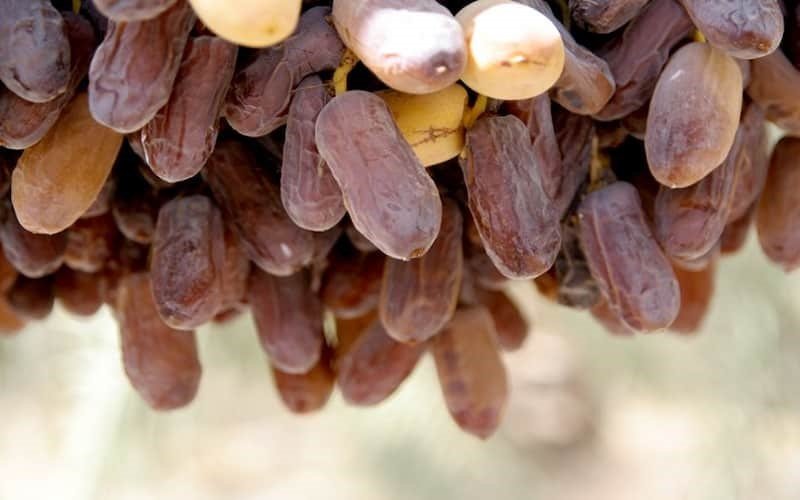 خرید خرما شاهانی