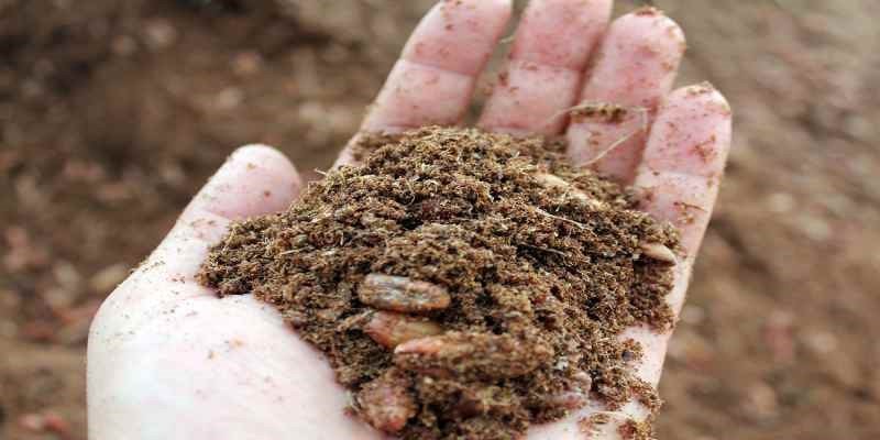 قیمت پودر هسته خرما