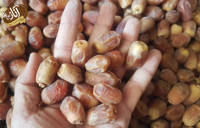 خرما زاهدی صادراتی