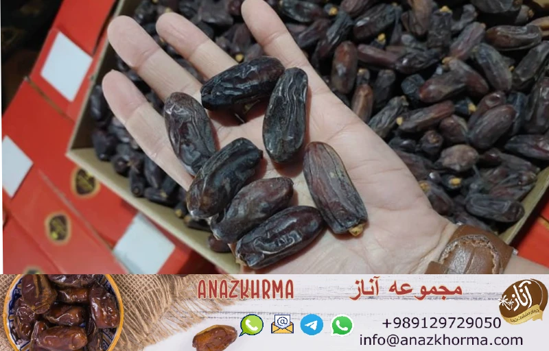 خرما ربی صادراتی