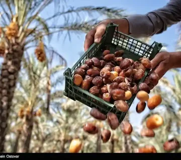 قیمت رطب تازه بوشهر