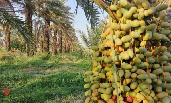 قیمت خرما کلوته جیرفت ۱۴۰۲