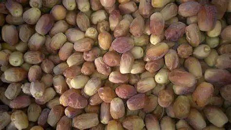 خرید عمده خرمای جهرم