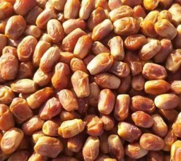 فروش انواع خرمای جهرم