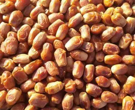 فروش انواع خرمای جهرم