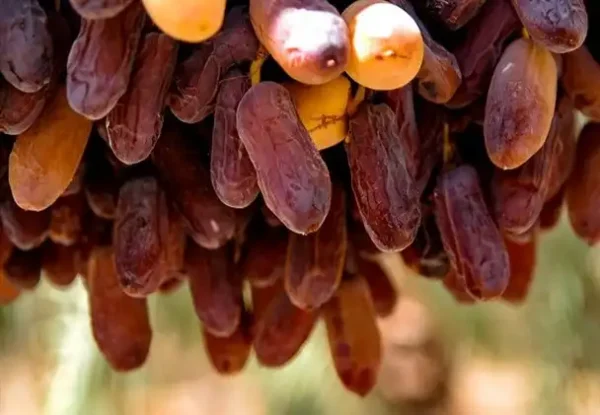 خرید انواع خرما پیارم با بهترین قیمت